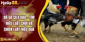 Đá Gà Cựa Dao - Tìm Hiểu Luật Chơi Và Chiến Luật Hiệu Quả