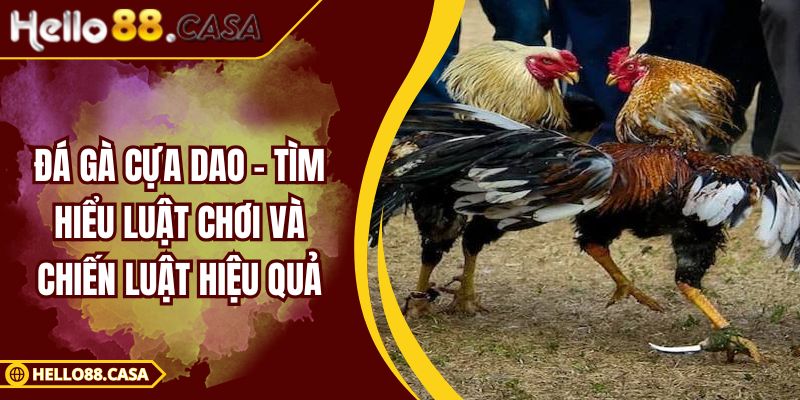 Đá Gà Cựa Dao - Tìm Hiểu Luật Chơi Và Chiến Luật Hiệu Quả