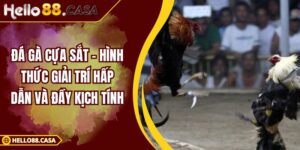Đá Gà Cựa Sắt - Hình Thức Giải Trí Hấp Dẫn Và Đầy Kịch Tính