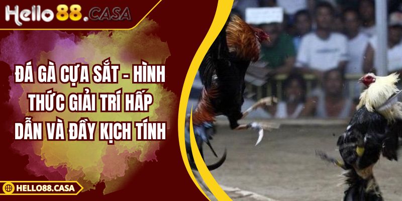 Đá Gà Cựa Sắt - Hình Thức Giải Trí Hấp Dẫn Và Đầy Kịch Tính
