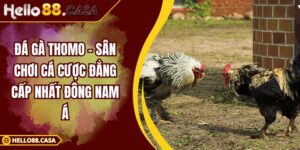 Đá gà Thomo – Sân chơi cá cược đẳng cấp nhất đông Nam Á