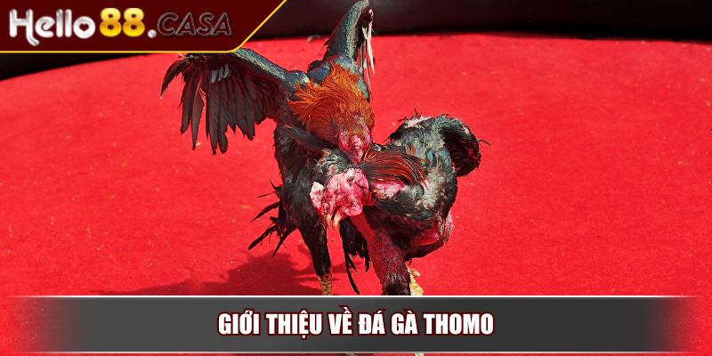 Đá gà Thomo – Sân chơi cá cược đẳng cấp nhất đông Nam Á 2 Giới thiệu về đá gà Thomo