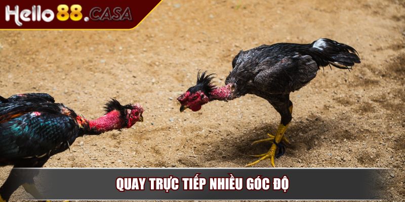 Đá gà Thomo – Sân chơi cá cược đẳng cấp nhất đông Nam Á 3 Quay trực tiếp nhiều góc độ
