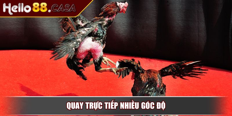 Đá gà Thomo – Sân chơi cá cược đẳng cấp nhất đông Nam Á 4 Theo dõi diễn biến trận đấu