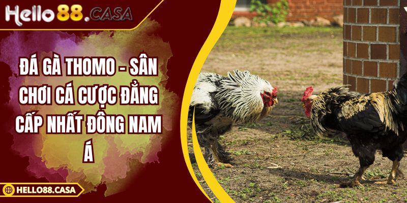 Đá gà Thomo – Sân chơi cá cược đẳng cấp nhất đông Nam Á