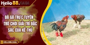 Đá Gà Trực Tuyến – Trò Chơi Giải Trí Đặc Sắc Của Kê Thủ