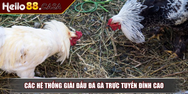 Đá Gà Trực Tuyến – Trò Chơi Giải Trí Đặc Sắc Của Kê Thủ 4 Các hệ thống giải đấu đá gà trực tuyến đỉnh cao
