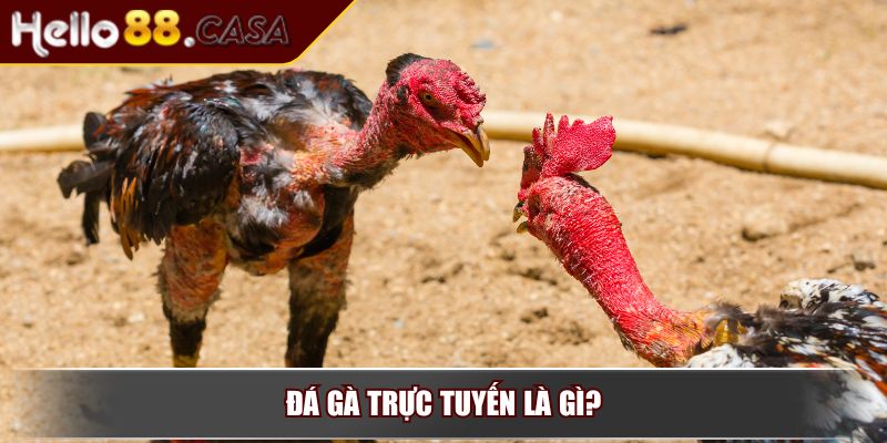 Đá Gà Trực Tuyến – Trò Chơi Giải Trí Đặc Sắc Của Kê Thủ 2 Đá gà trực tuyến là gì?