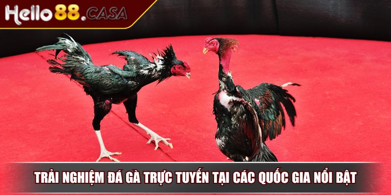 Đá Gà Trực Tuyến – Trò Chơi Giải Trí Đặc Sắc Của Kê Thủ 3 Trải nghiệm đá gà trực tuyến tại các quốc gia nổi bật